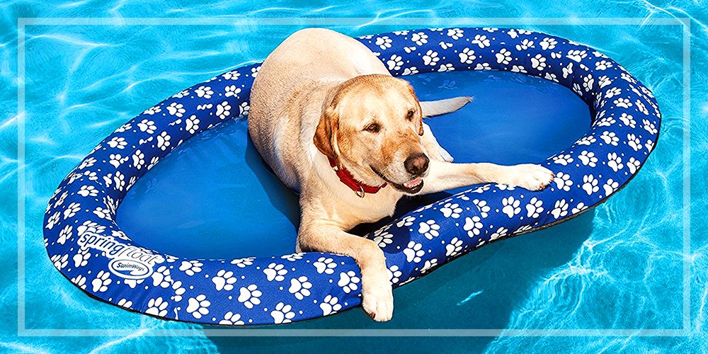 10 Incredibly Useful Products to Keep Your Pet Cool This Summer